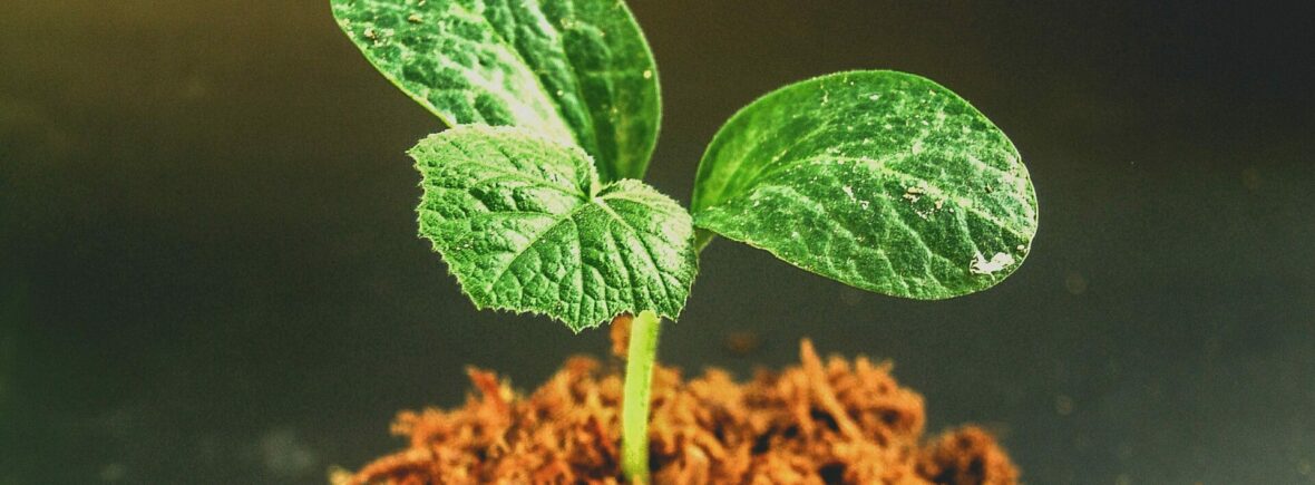 Green Leafed Plant Sprouting